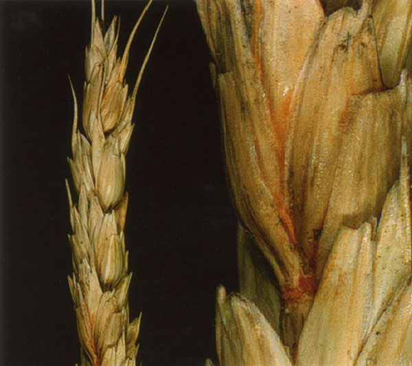 Fusarium head blight on wheat, Orange sporodochia
