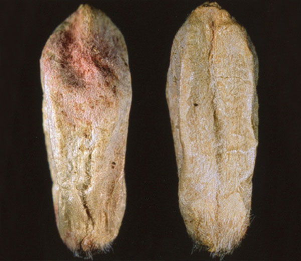 Prairie Spring, Severe symptoms of FDK