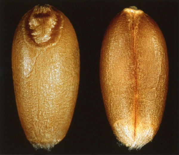 Prairie Spring, Sound Canada Prairie Spring Red wheat seed