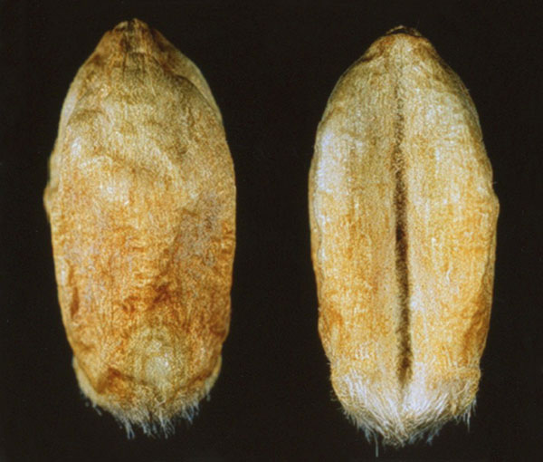 White Winter, Moderate symptoms of fusarium damaged kernels