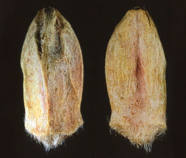 White Winter, Severe symptoms of fusarium damaged kernels