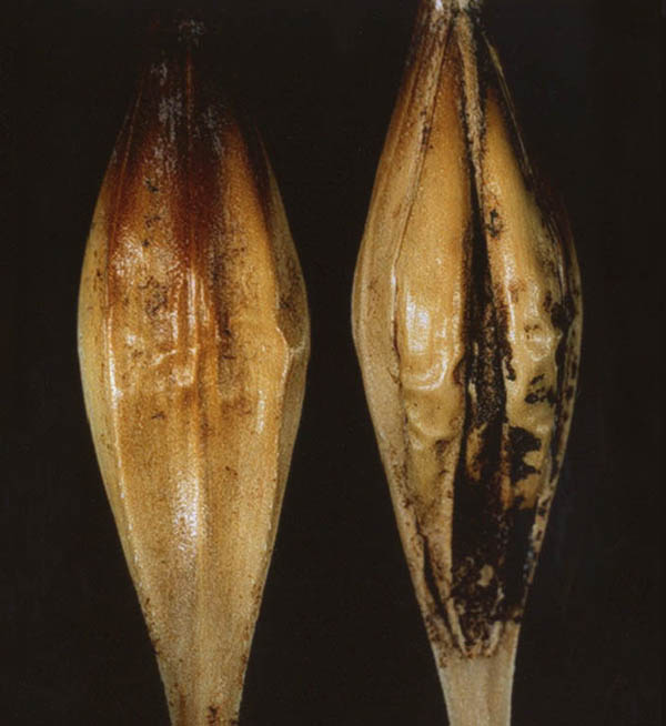 Barley Sooty moulds species