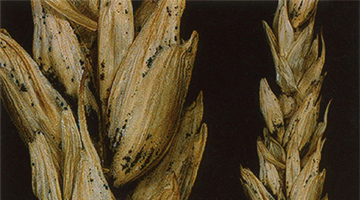 Fusarium head blight in western Canada