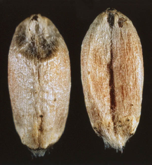 Wheat Asteromella species