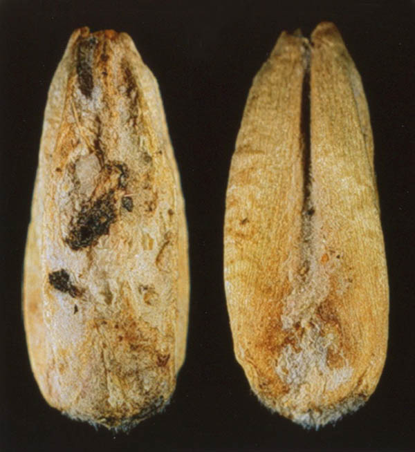 Wheat Midge damage with mould