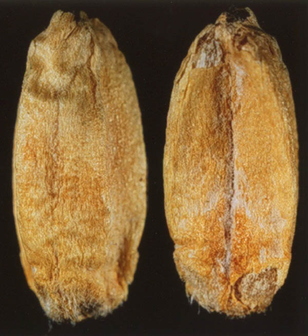 Wheat Septoria nodorum
