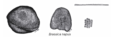 Brassica napus