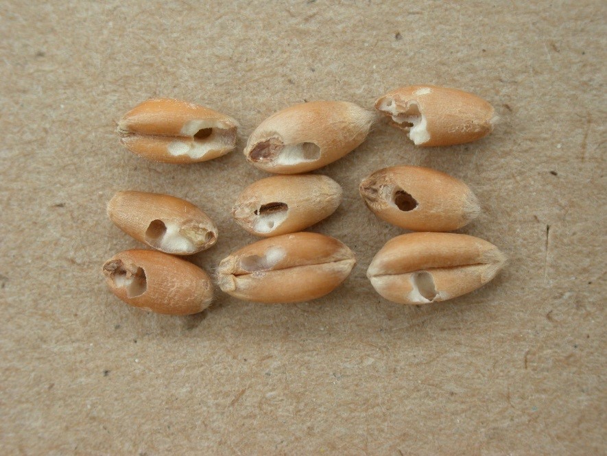 grains de blé insectisés