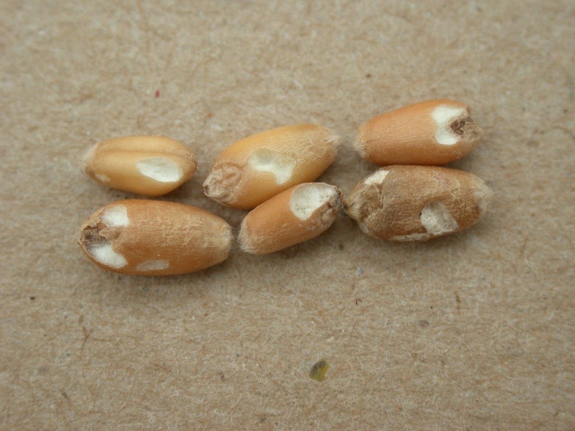 grains de blé insectisés