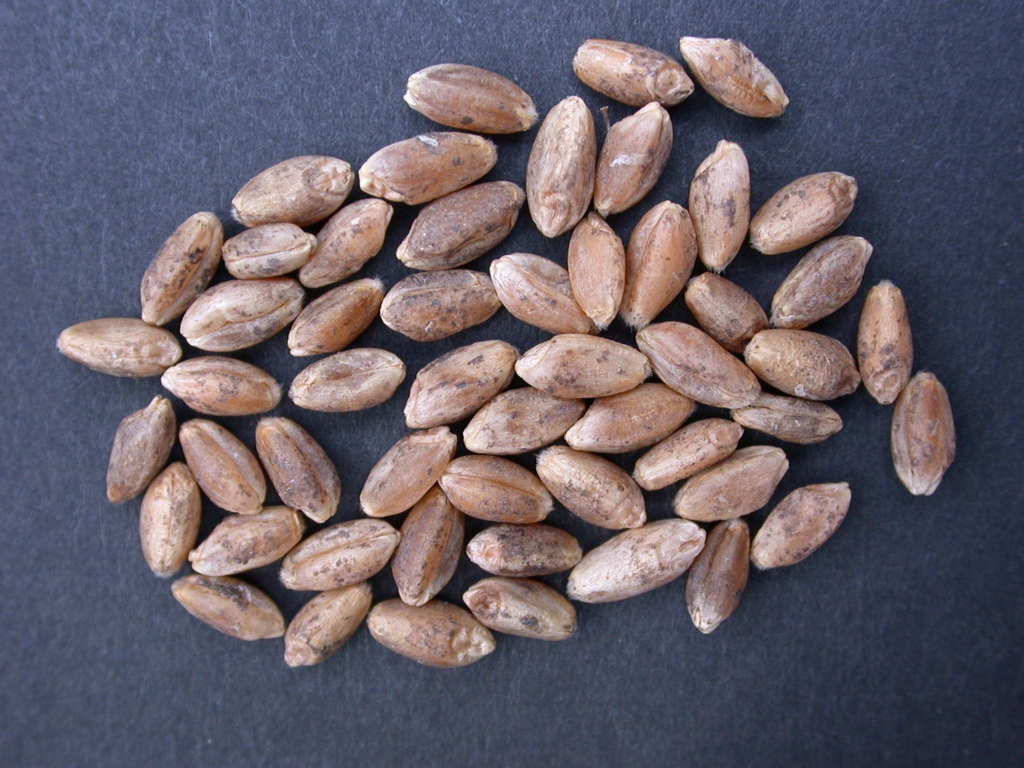 Grains de blé naturellement tachés