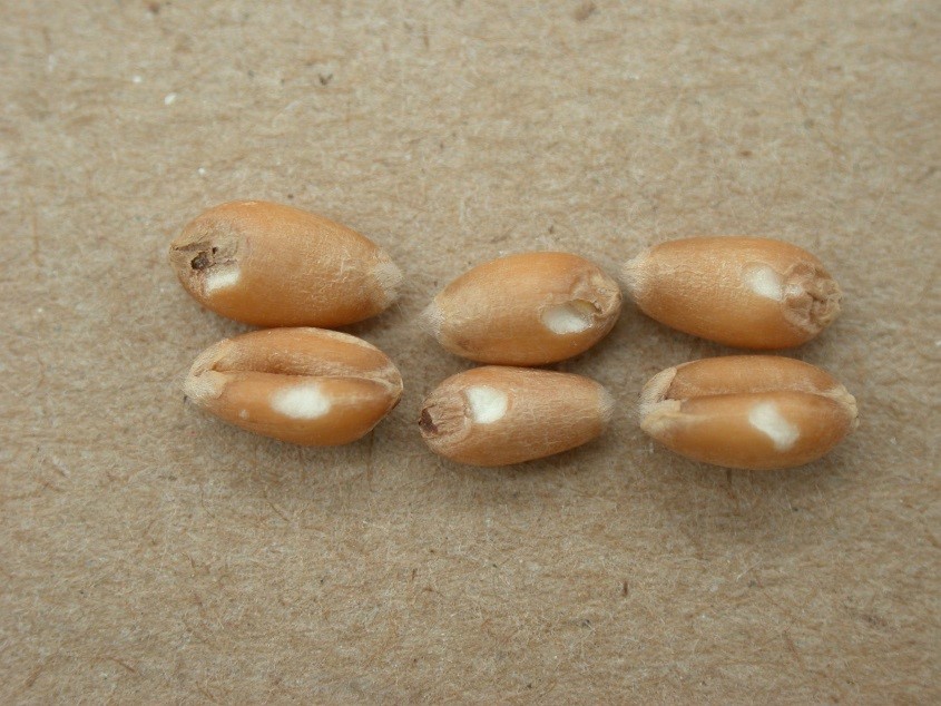 grains de blé non insectisés