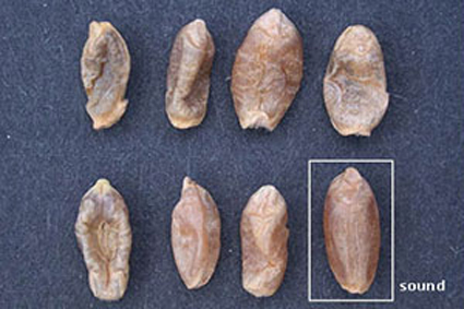 picture of shrivelled and distorted sawfly damaged kernels compared to a sound kernel of Canadian Western Red Spring wheat.