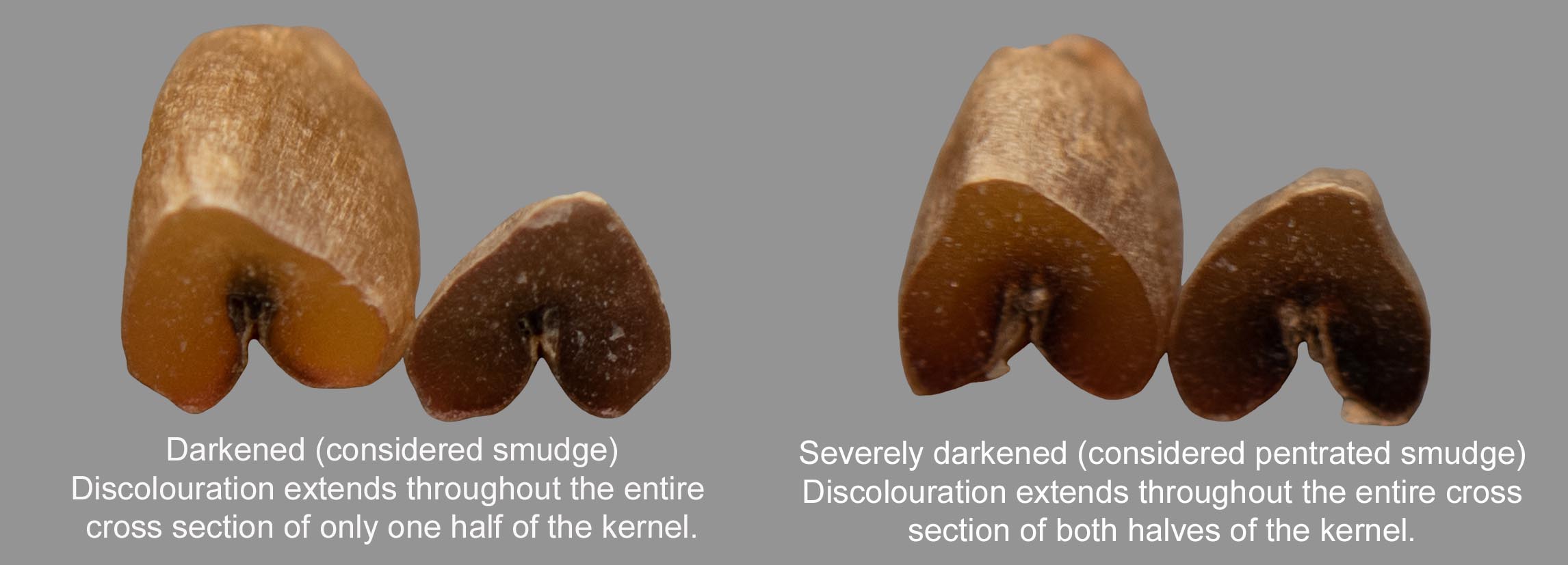 Amber Durum - Cross section of darkened and severely darkened kernels