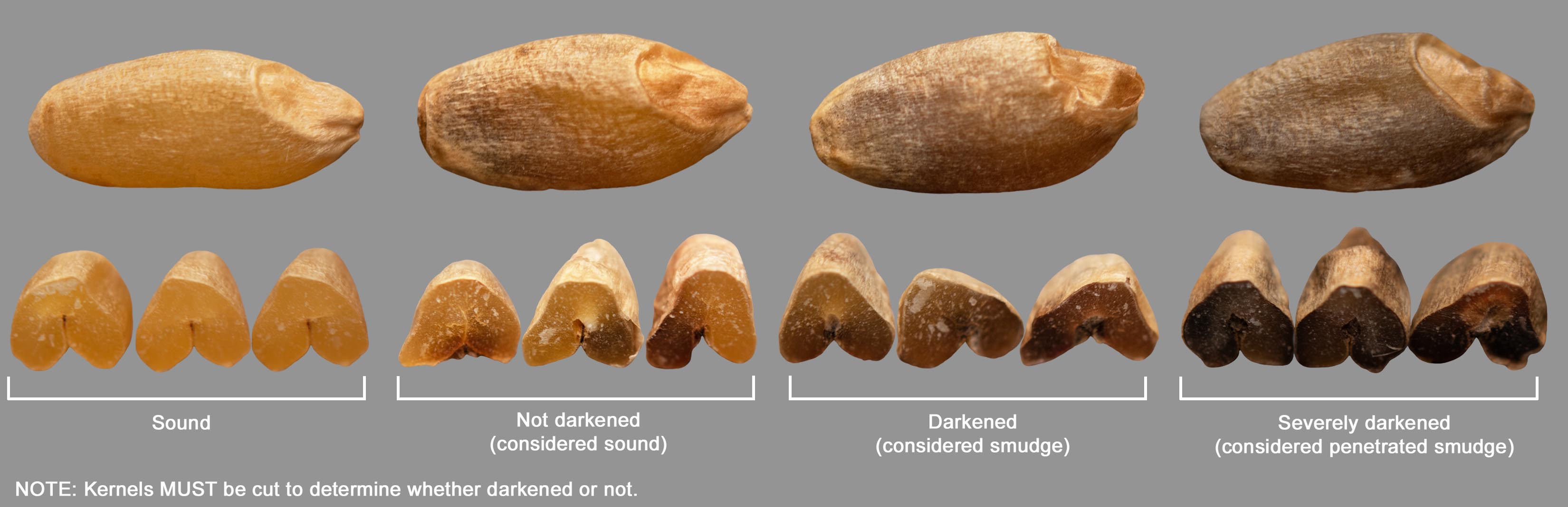 Amber Durum - Examples of darkened and severely darkened kernels