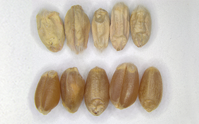 Canadian Fusarium damaged wheat kernels