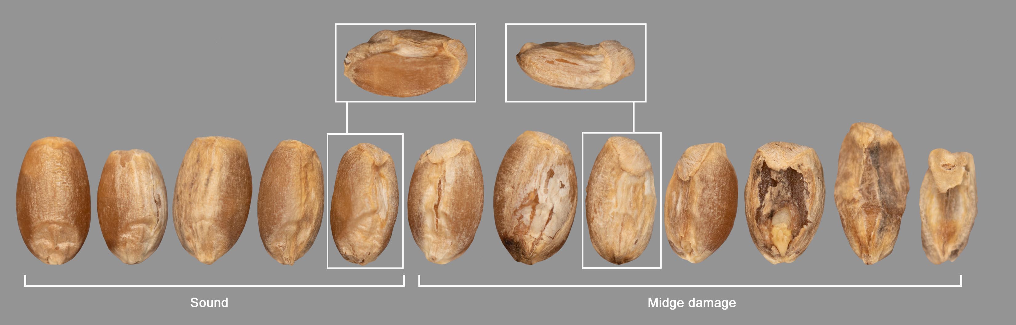 Red Spring - Examples of midge damage kernels