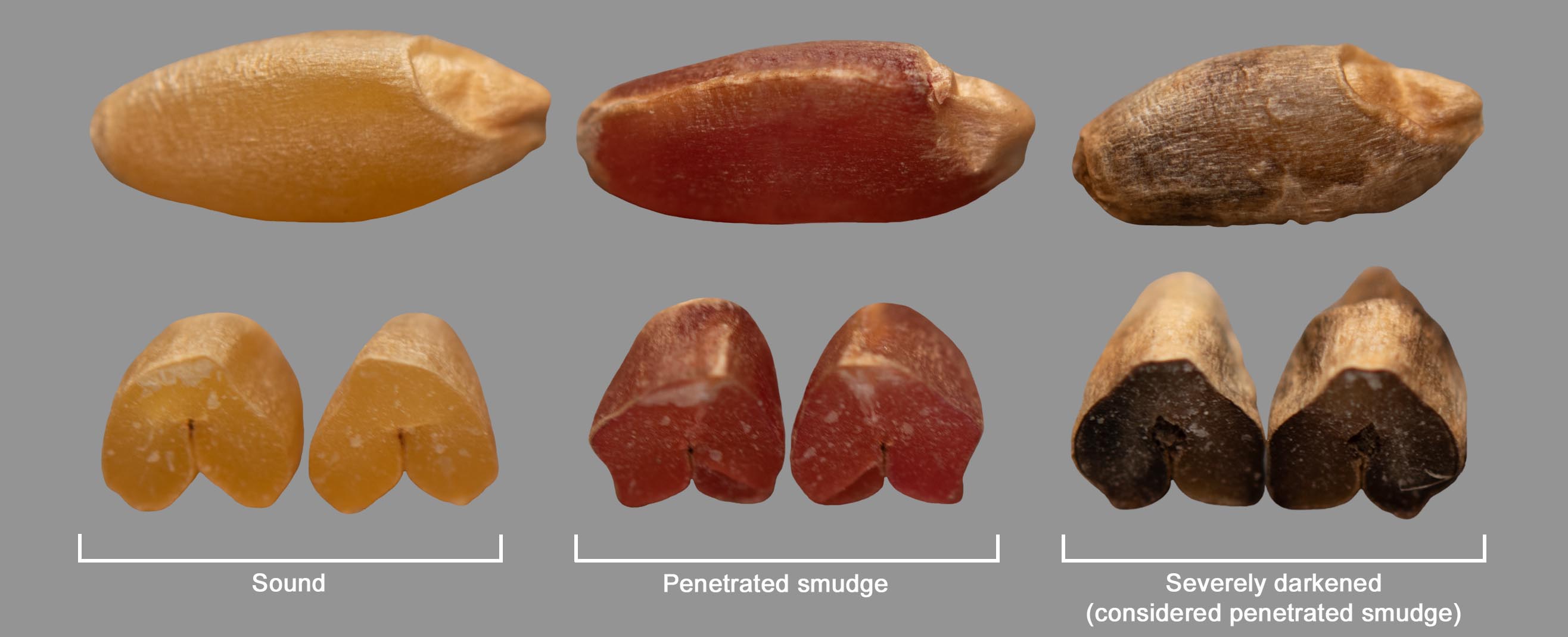 Amber Durum - Examples of penetrated smudge and severely darkened kernels