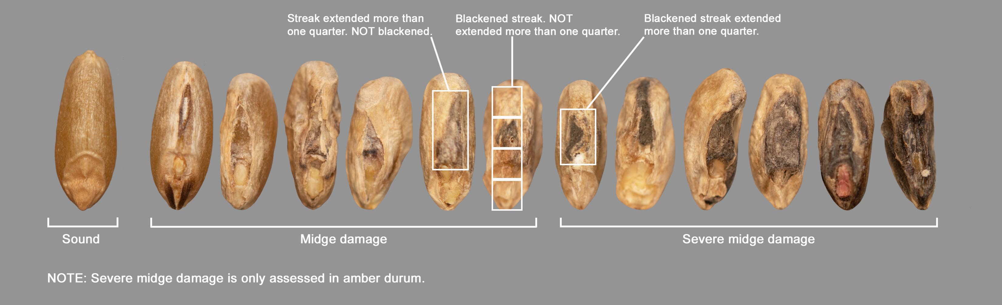 Amber Durum - Examples of midge damage and severe midge damage kernels