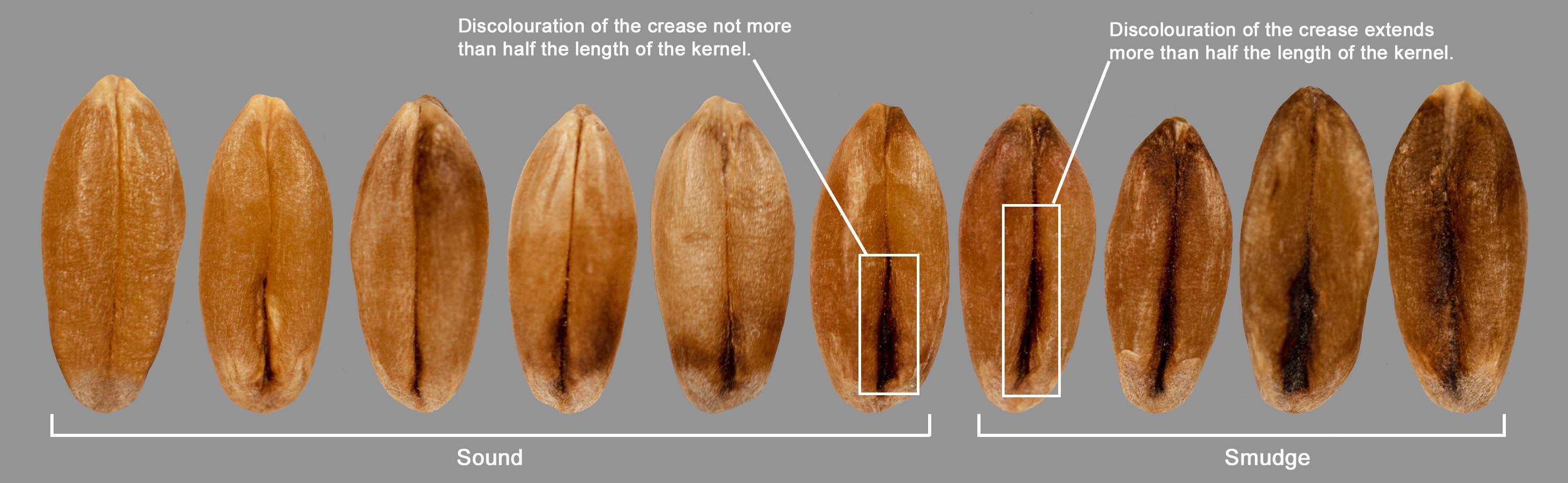 Amber Durum - Examples of smudge kernels