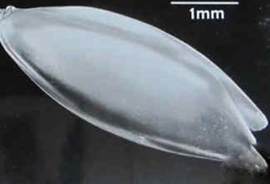 Hairless (glabrous) type canary seed