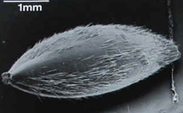 Itchy type canary seed