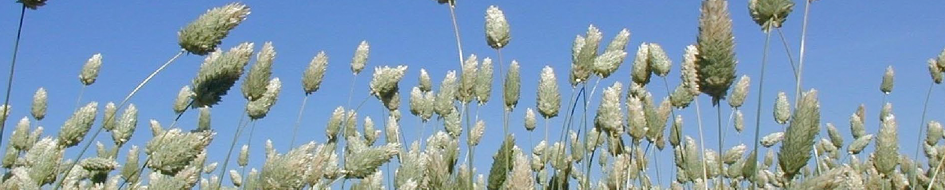 canary seed plants in a field setting