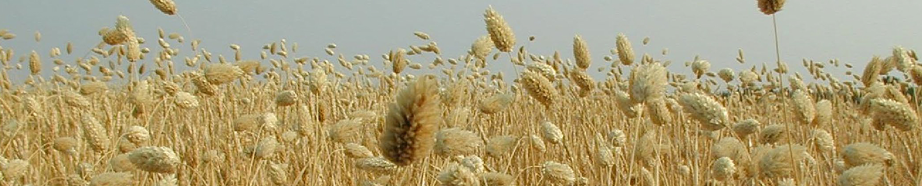 canary seed plants in a field setting