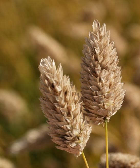 Mature canary seed plant. Photo courtesy of Gloria Gingera.