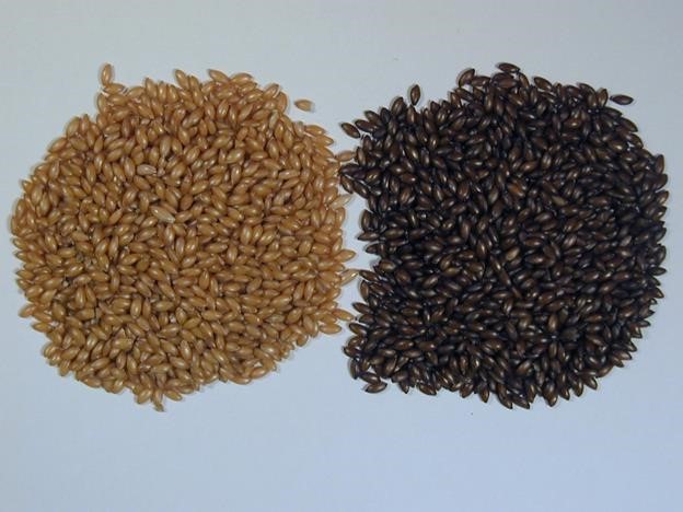 Figure 5 Yellow and brown canary seeds. Photo courtesy of Gloria Gingera.