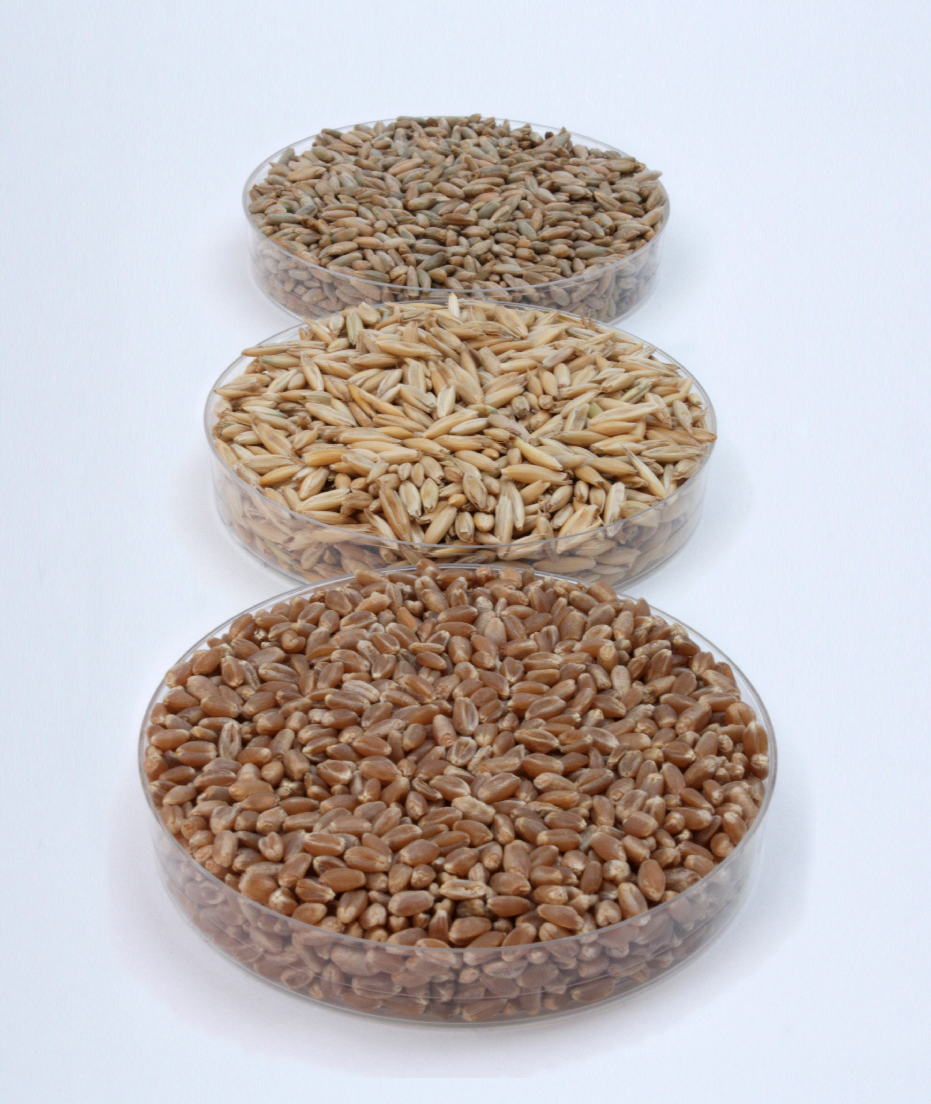 wheat, oat and rye