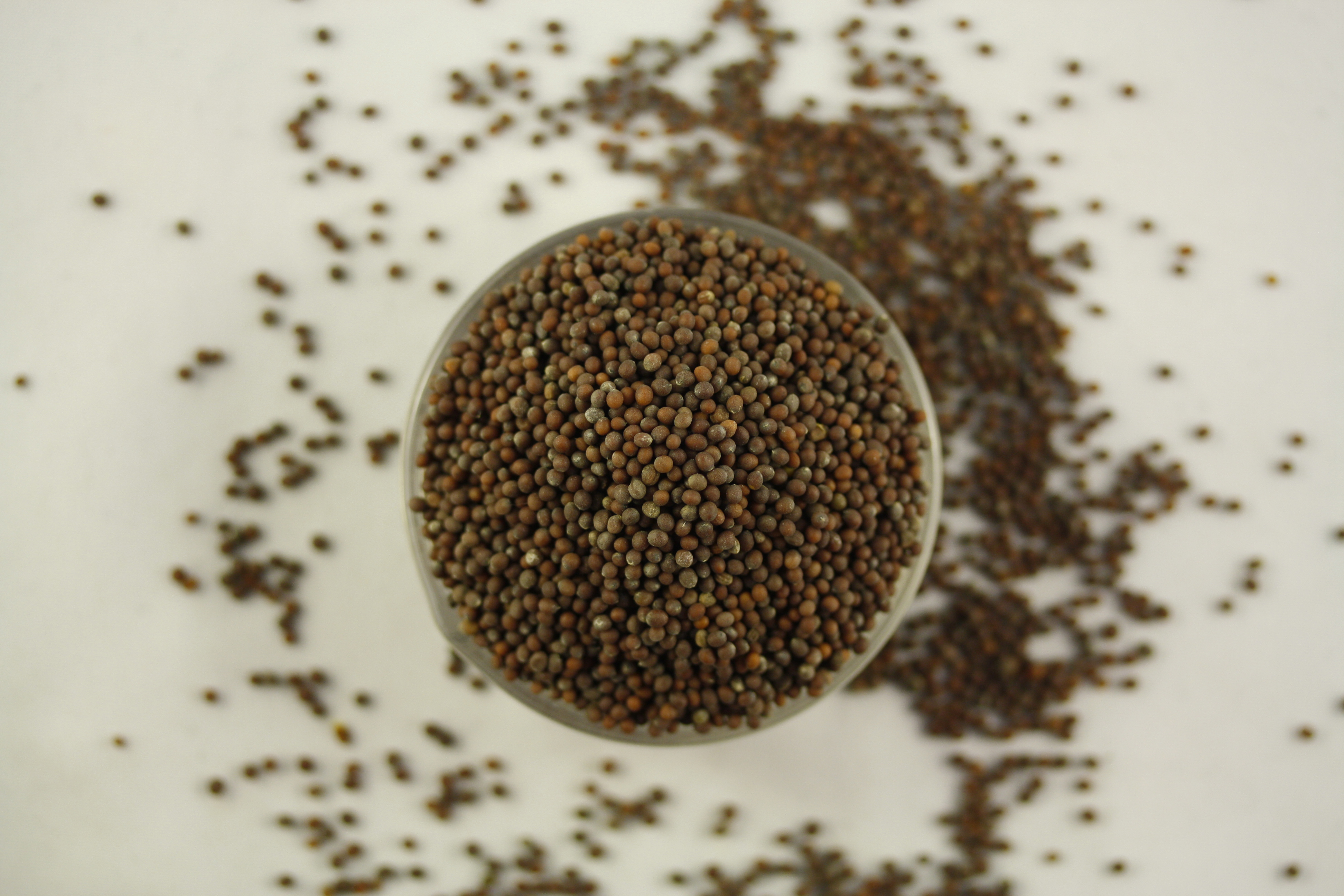 Brown mustard seeds