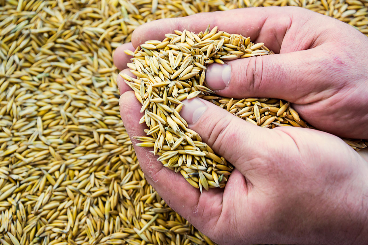 The first multi-year study of mycotoxins in Canadian oats