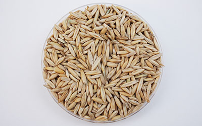 Reducing mycotoxin concentrations in oats through processing
