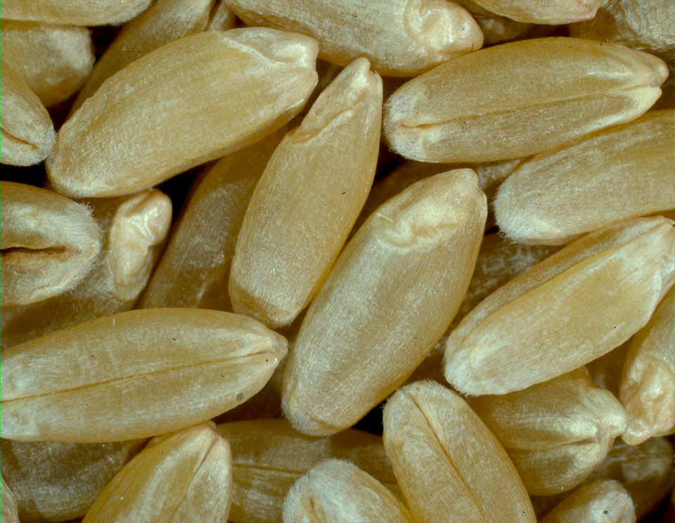 Canadian durum wheat