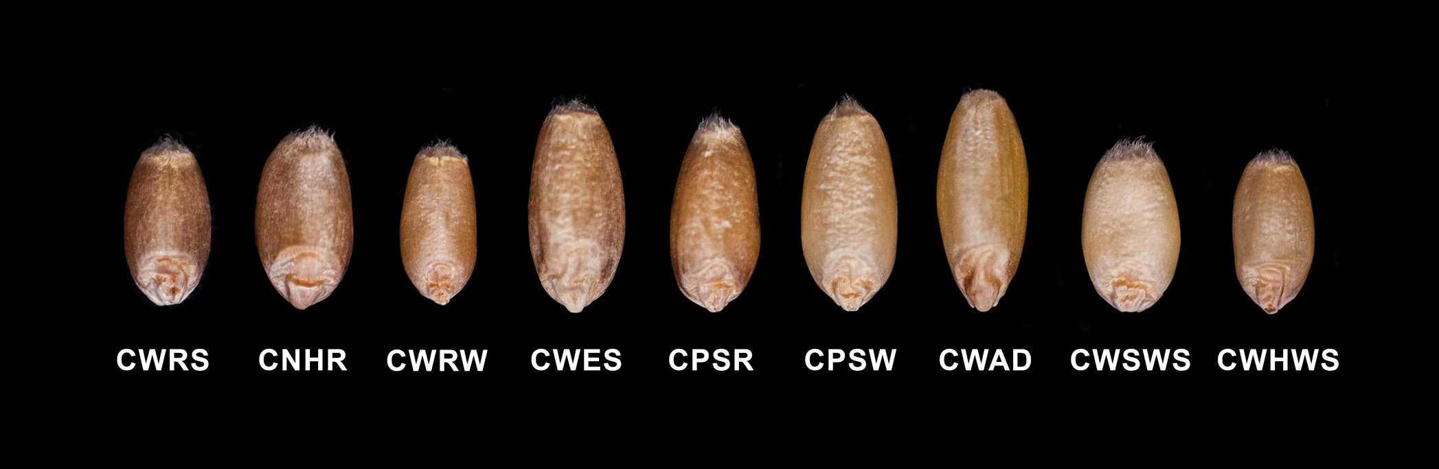 Kernels from each of the nine milling classes of western Canadian wheat