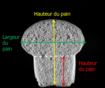 Le ratio du pain tient compte de la largeur du pain, de la hauteur du pain et de la hauteur du moule