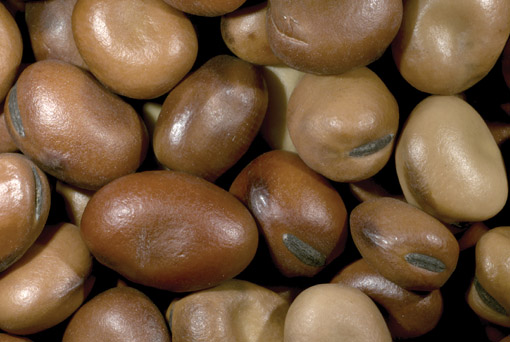 Faba beans