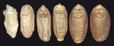 Kernels infected at progressively later stages of development. Details below.