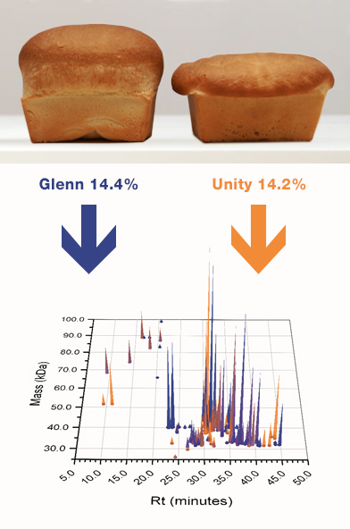 Comparison of the type and amounts of gluten proteins for two wheat flour samples with the same total protein content.
