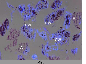 4c. Scanning electron micrograph images of enriched fibre-rich fraction with components labeled.