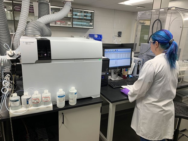 Samples of wheat being analyzed for cadmium