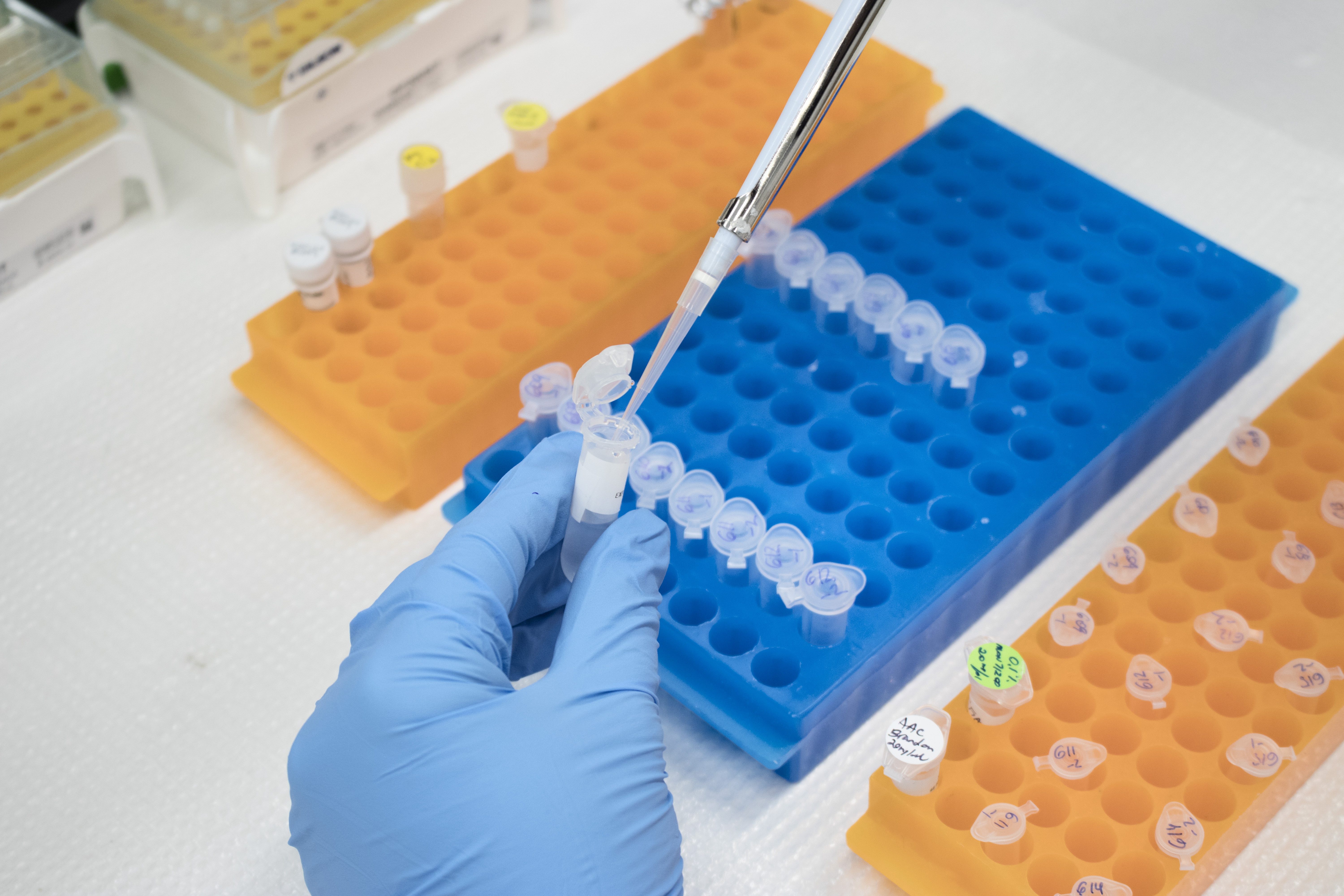 Preparing a sample for GMO testing.