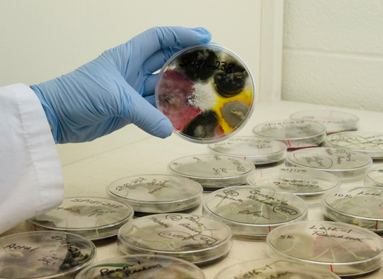 Microorganisms infecting wheat kernels after incubation