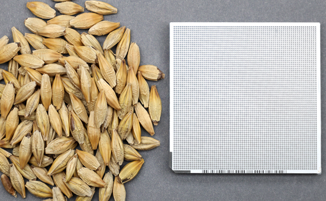 A small pile of barley kernels next to a DNA testing chip