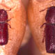 Comparison of lesser grain borer (left) and larger grain borer (right)