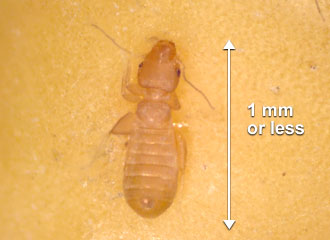 Very small insects