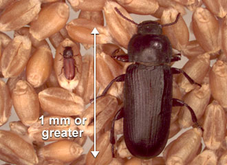 Larger insects