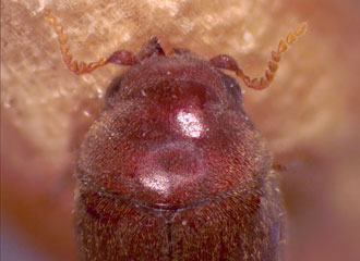 Antennae without club