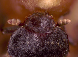 Antennae with a more or less distinct club