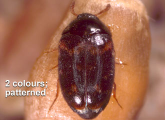 Integument of elytra bicoloured, with defined pattern.